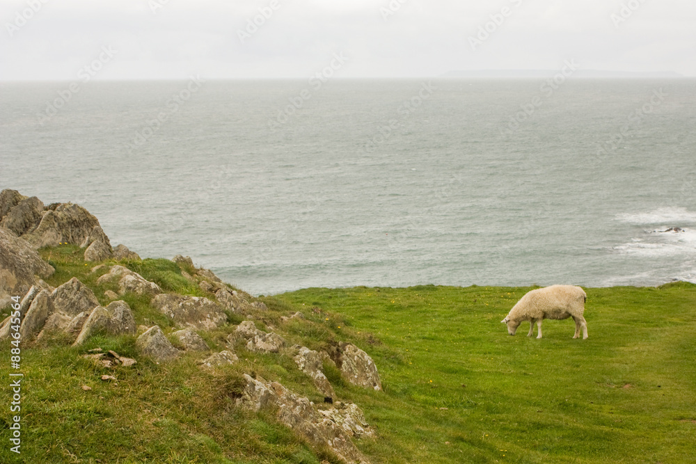 Naklejka premium Sheep on a seaside cliff.