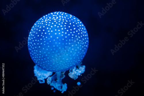 Close up shot of jelly fishes in Mauritius island 