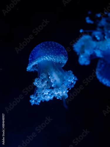 Close up shot of jelly fishes in Mauritius island	