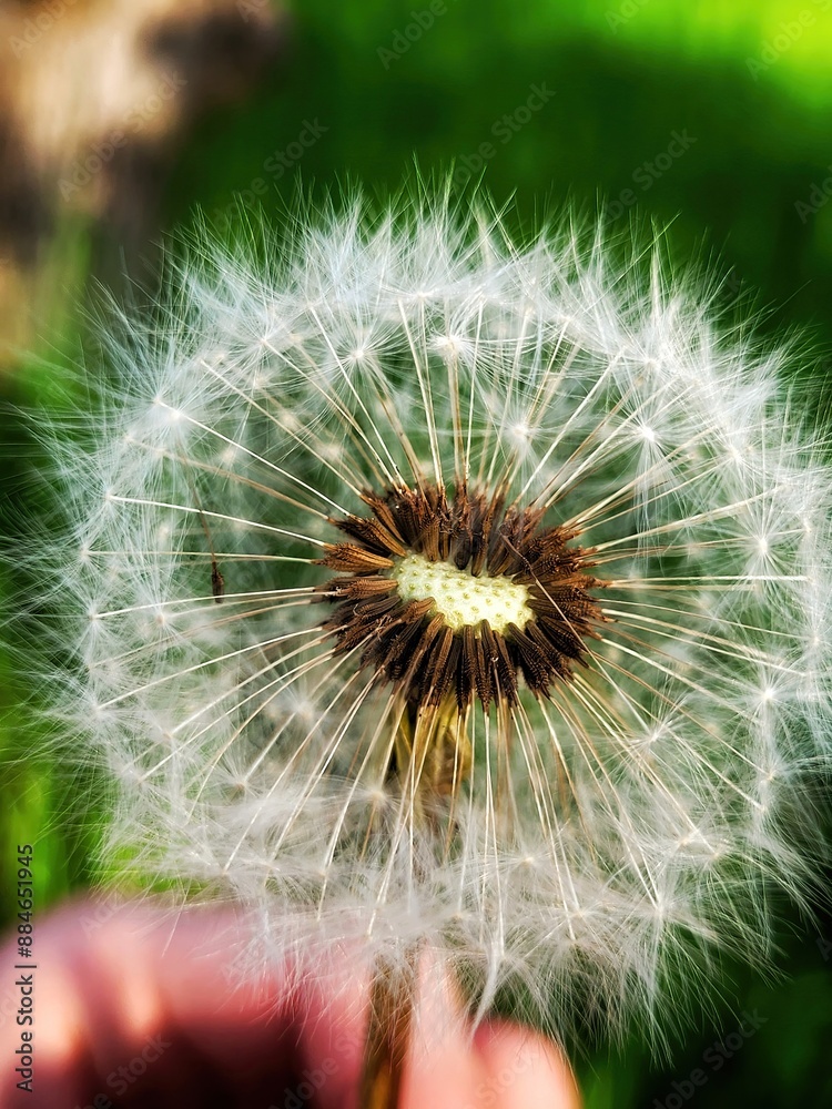 close up of dandelion on the green background close up of dandelion on the green background
