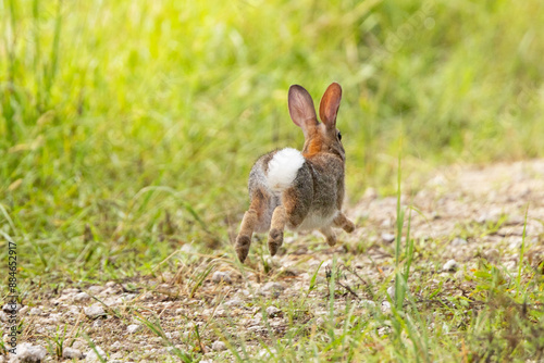 An eastern cottontail rabbit (Sylvilagus floridanus) running and showing its white tail in Duette, Florida