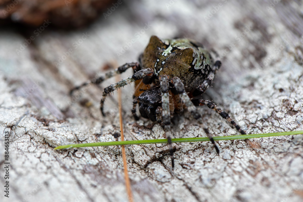 A large orb weaving spider (araneus nordmanni) in her natural habitat in a forest in Ontario, Canada. A large orb weaving spider (araneus nordmanni) in her natural habitat in a forest in Ontario, Canada.