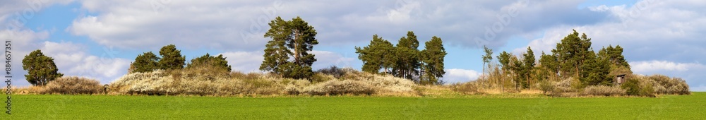 landscape springtime field white flowering blackthorn landscape springtime field white flowering blackthorn