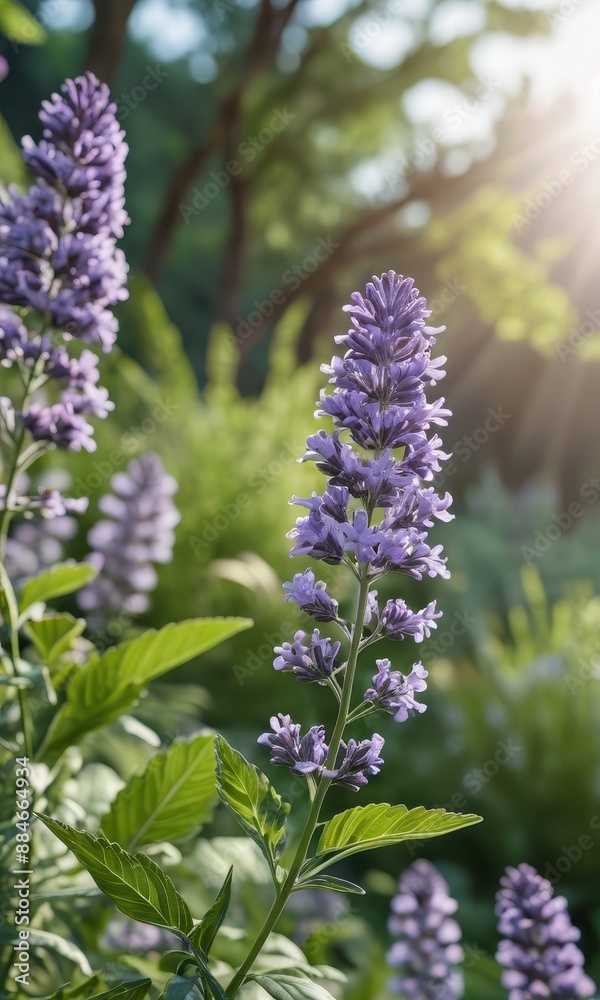 Obraz premium Purple Flowers in Sunlight.