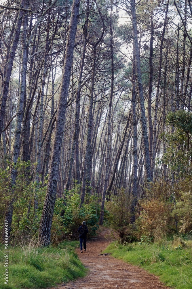 Obraz premium Pine forest and hiking trail at Opoutere, Whangamata, Coromandel Peninsula, New Zealand.