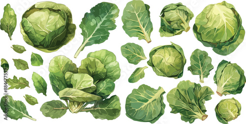 collard green watercolor clipart