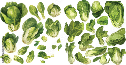 bok choy watercolor clipart