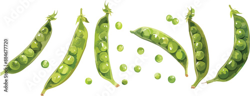 edamame watercolor clipart