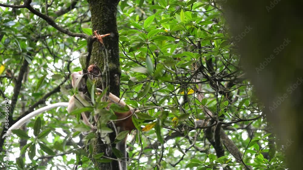 Proboscis monkey (Nasalis larvatus) eat mangrove leaves for breakfast 