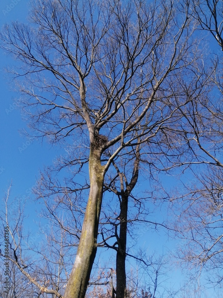 Obraz premium 冬の樹上のカラスの巣と青い空