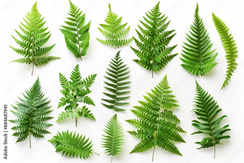 Naklejka premium Top view of assorted fern leaves set isolated on white background, detailed and natural, perfect for botanical illustrations and green designs, no shadow, copy space