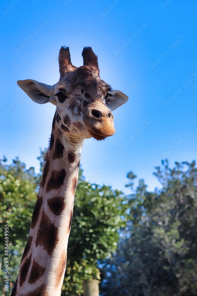 Fototapeta premium African Safari