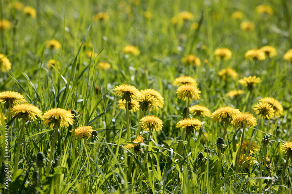 dandelion field