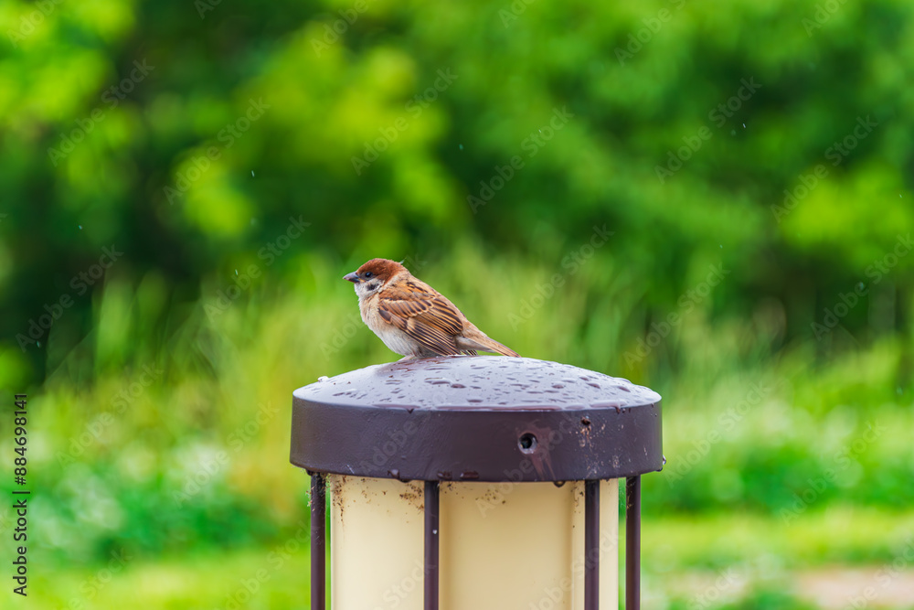 Naklejka premium 雨に濡れる雀