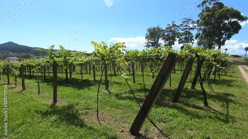 Grape plantation to produce albarino wine, typical of the Galicia region - Sanxenxo, Spain photo