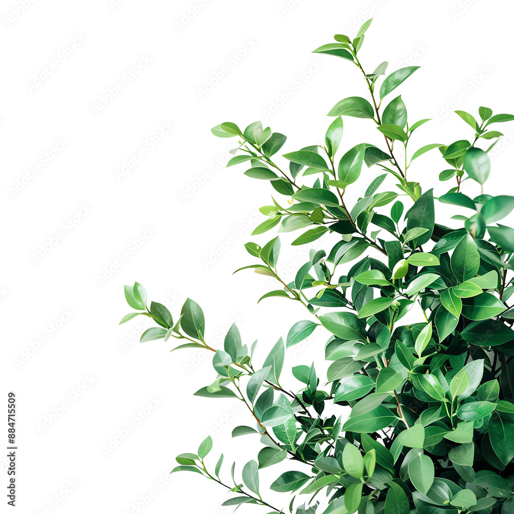 A vibrant green plant with lush foliage on a clear background, perfect for nature and botanical themes in stock images. A vibrant green plant with lush foliage on a clear background, perfect for nature and botanical themes in stock images.