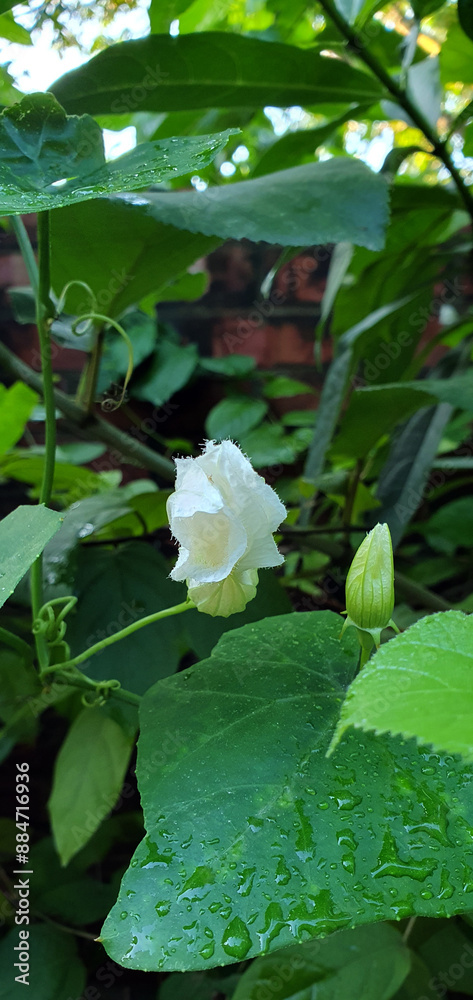 Obraz premium water lily in the garden