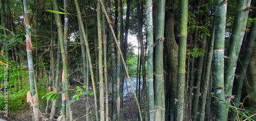 Photos grass, bamboos and water