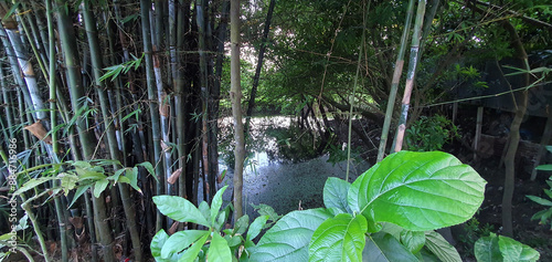 Fotografie bamboos in the forest