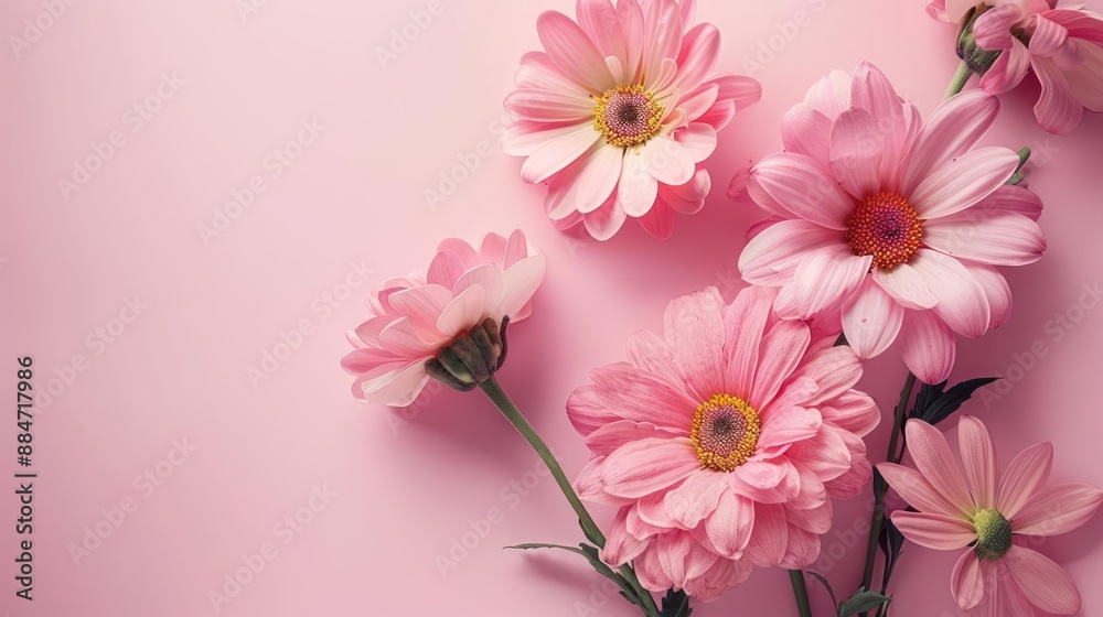 pink flowers on a pink background with a pink background pink flowers on a pink background with a pink background
