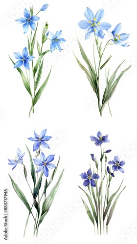 Set of Eyed Grass Sisyrinchium Angustifolium Flower Watercolor Illustration on White Background