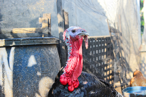 Bronze turkey in the farm photo