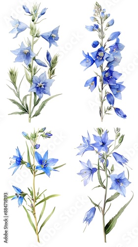Set of Bluestar Amsonia Or Tabernaemontana Flower Watercolor Illustration on White Background