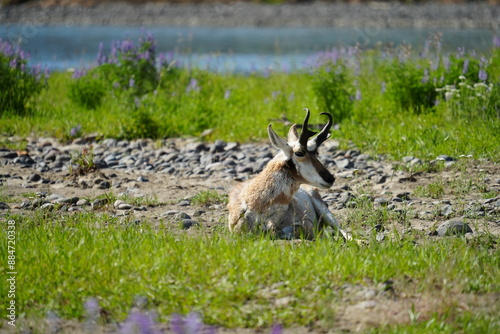pronghorn