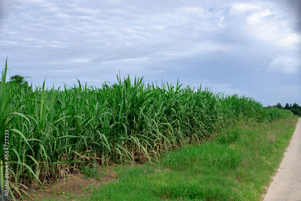 Sugarcane growing inside the farm in countryside of Thailand Sugarcane growing inside the farm in countryside of Thailand