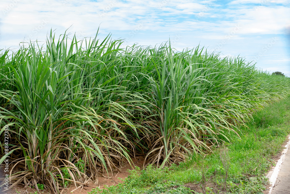 Sugarcane growing inside the farm in countryside of Thailand Sugarcane growing inside the farm in countryside of Thailand