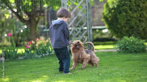 Cute little boy playing with Australian terrier pet dog in sunny summer backyard