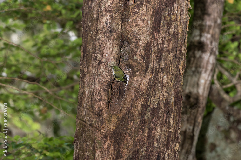 A rifleman, or tītipounamu, at its nesting hole in a beech tree in Fiordland, New Zealand. A rifleman, or tītipounamu, at its nesting hole in a beech tree in Fiordland, New Zealand.