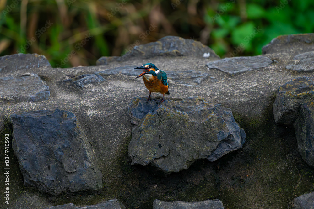 野生のカワセミ