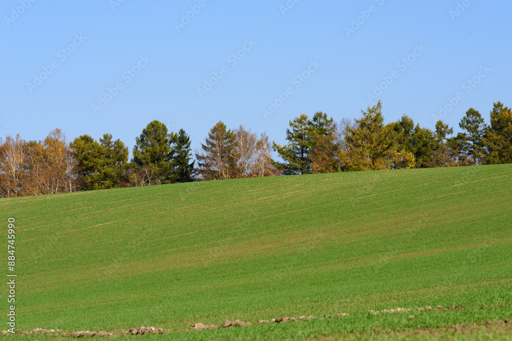 富良野の紅葉風景
