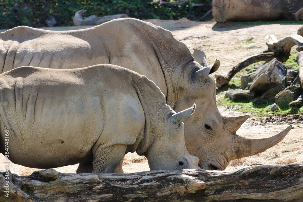 Fototapeta premium African Safari