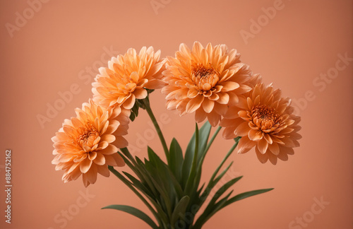 beautiful flowers in front of pastel orange background sunny lighting photo