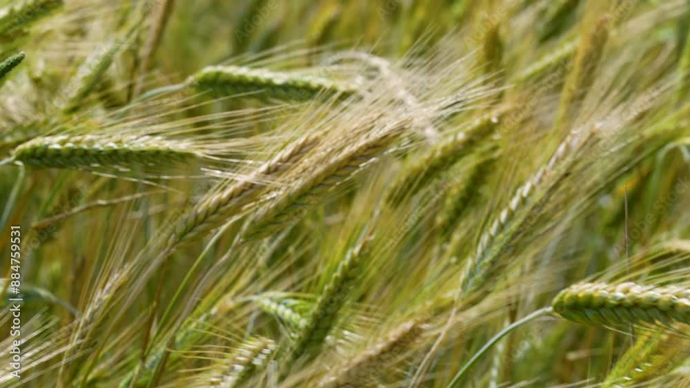 Close-up view of barley stalks swaying gently in the wind, showcasing the lush green and golden hues of the ripening crop Close-up view of barley stalks swaying gently in the wind, showcasing the lush green and golden hues of the ripening crop