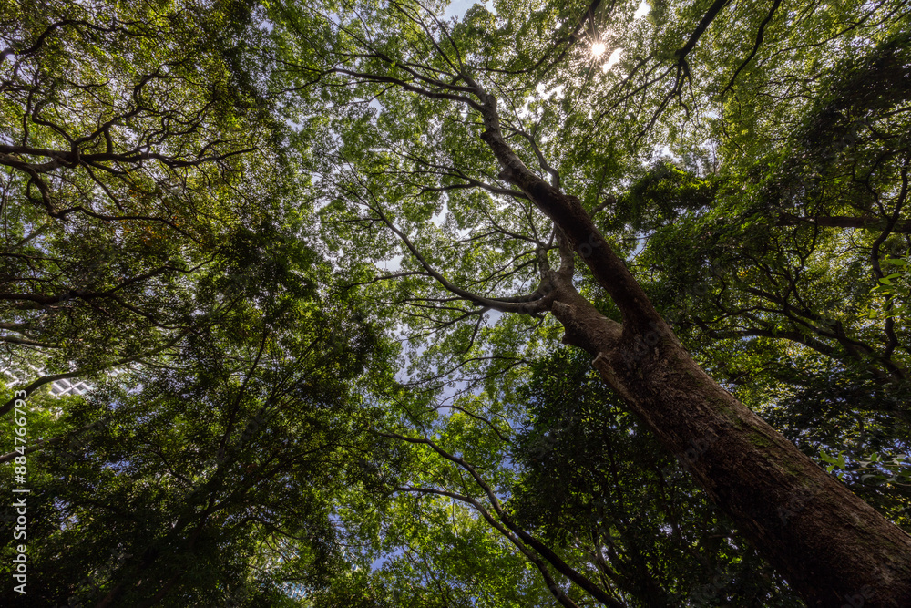 Fototapeta premium 都心散歩 酷暑の浜離宮恩賜公園あたり