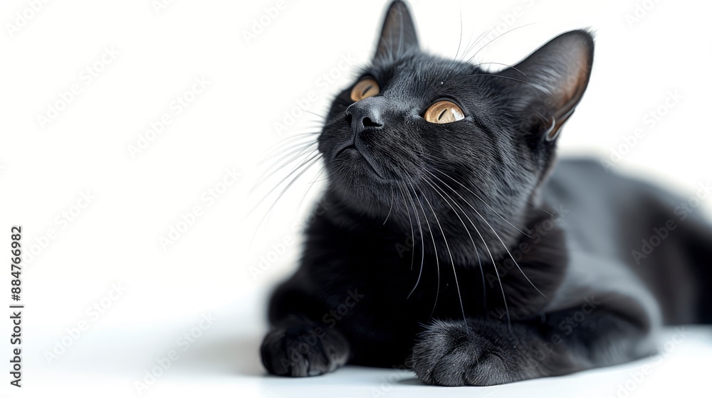 Elegant black cat lying on a white background, isolated, showcasing its sleek and graceful form Elegant black cat lying on a white background, isolated, showcasing its sleek and graceful form