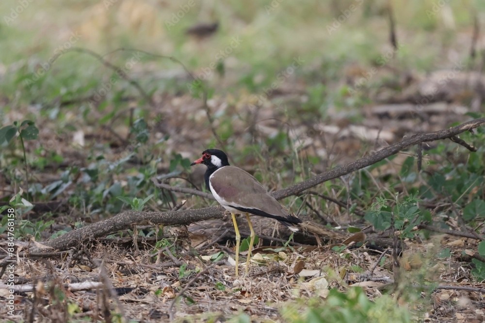 Red-wattled Lapwing (Vanellus indicus) standing on the ground with green grass In the forest in Thailand Red-wattled Lapwing (Vanellus indicus) standing on the ground with green grass In the forest in Thailand