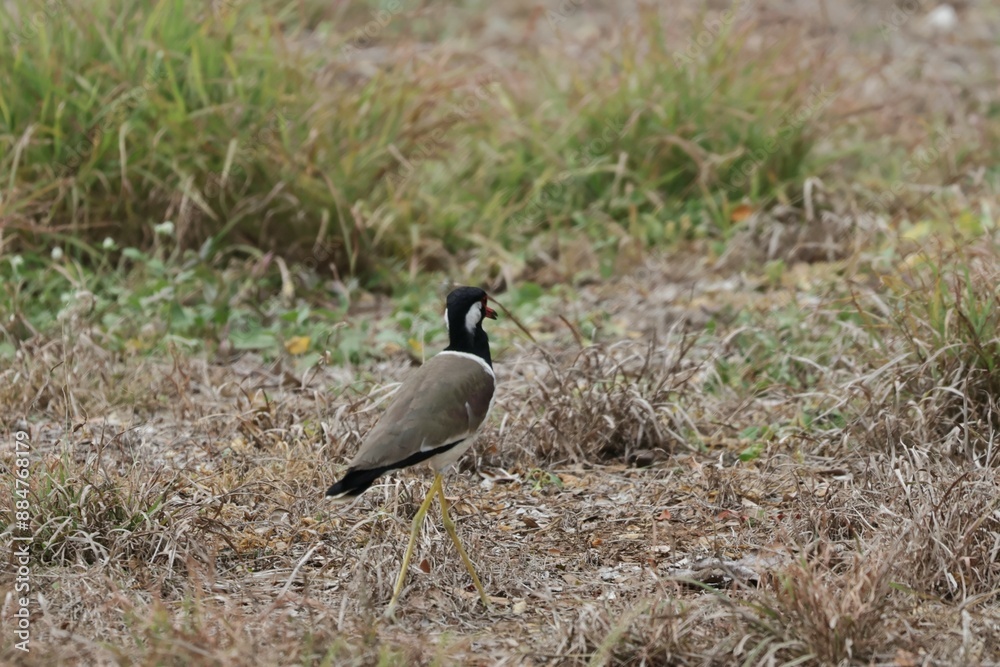 Red-wattled Lapwing (Vanellus indicus) standing on the ground with green grass In the forest in Thailand