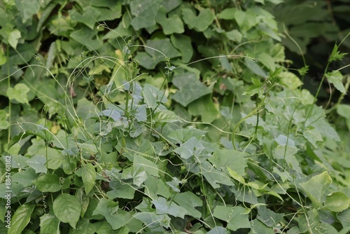 green ivy leaves