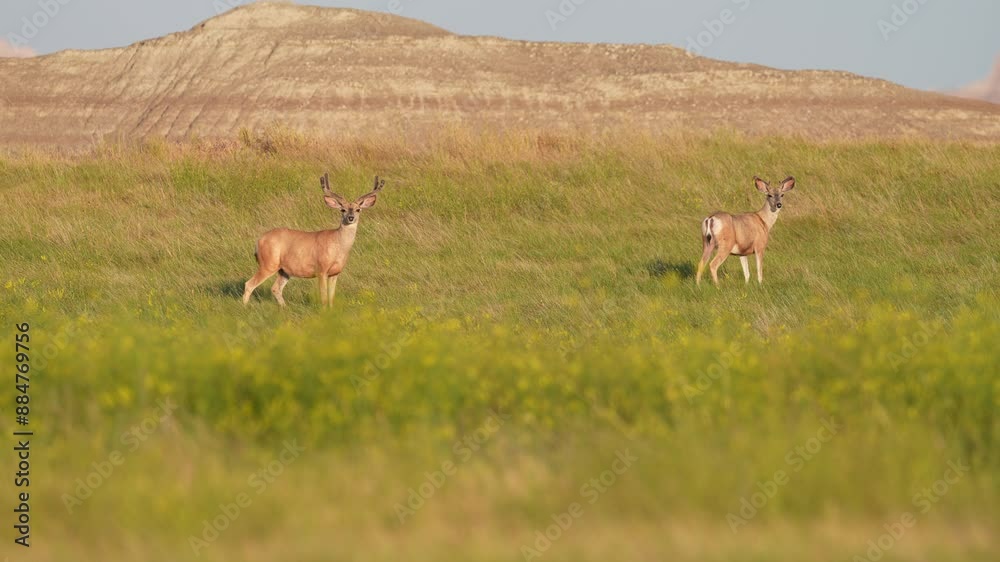 Mule deer (Odocoileus hemionus) bucks in a bachelor group in the badlands of South Dakota. Slow motion, 1/2 natural speed. Mule deer (Odocoileus hemionus) bucks in a bachelor group in the badlands of South Dakota. Slow motion, 1/2 natural speed.