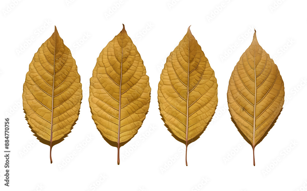 Vibrant Golden Autumn Leaves Set Isolated on Clear Transparent Background. Vibrant Golden Autumn Leaves Set Isolated on Clear Transparent Background.