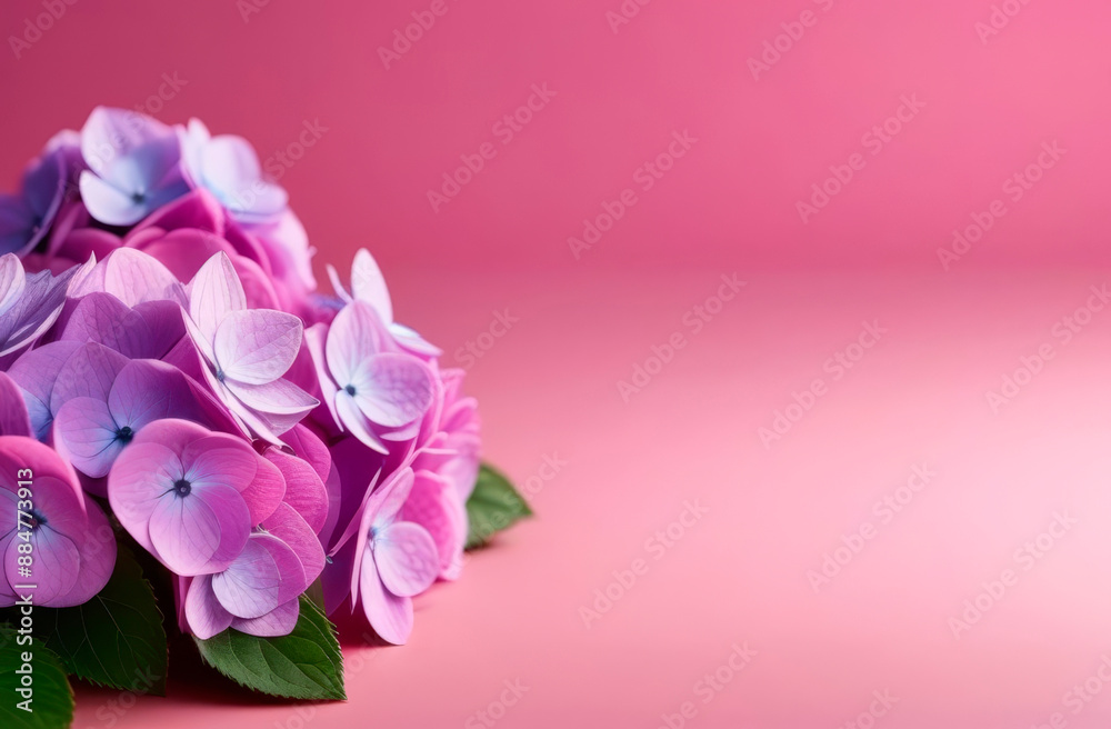 A bouquet of pink hydrangeas with copy space on a pink background. Postcard with fresh flowers, place for text A bouquet of pink hydrangeas with copy space on a pink background. Postcard with fresh flowers, place for text