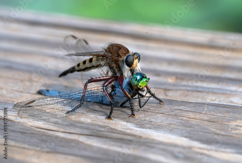 Robber Fly, or Maroon-legged Lion Fly (Promachus hinei), preying on dragonfly, Houston area, Texas, USA. photo