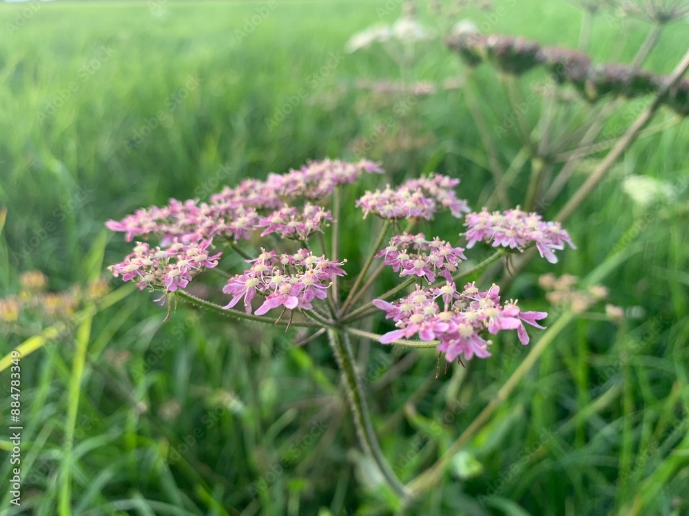 Obraz premium pink flowers in the field