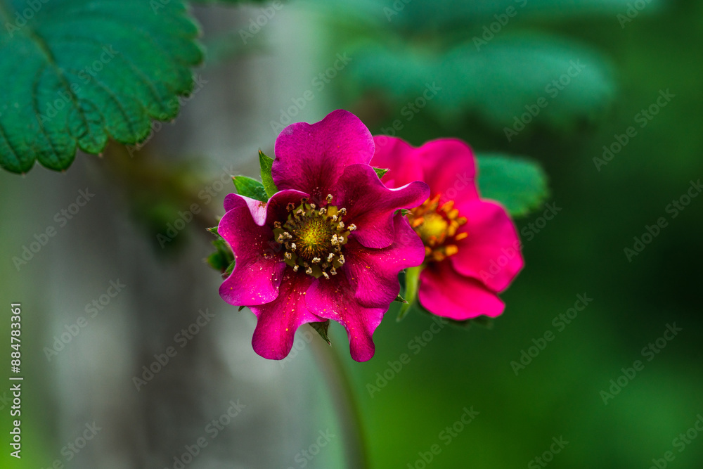 Blooming pink flower of strawberry plant in the garden. Selective focus. Blooming pink flower of strawberry plant in the garden. Selective focus.