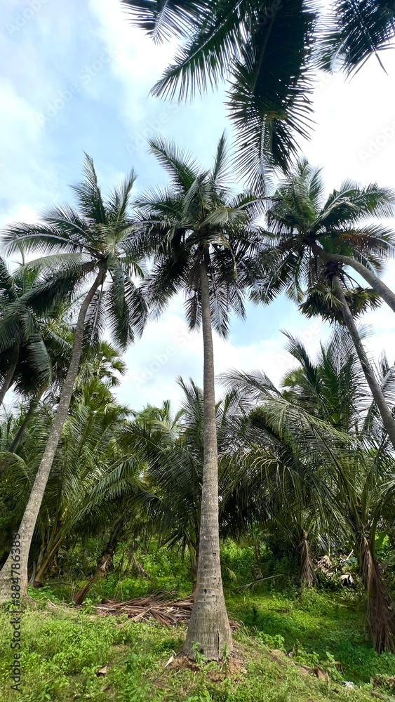 Coconut trees in the green fields with full of coconuts Coconut trees in the green fields with full of coconuts