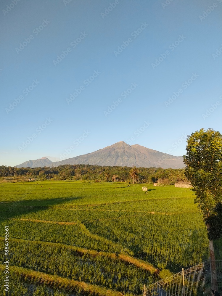 mountain view with vast rice fields mountain view with vast rice fields